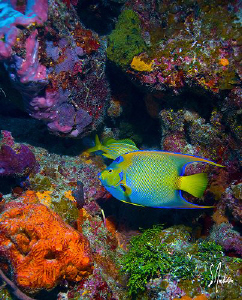 This image of a Queen Angel was taken during a dive at Ch... by Steven Anderson 
